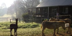 Sunnyhurst Chalets
